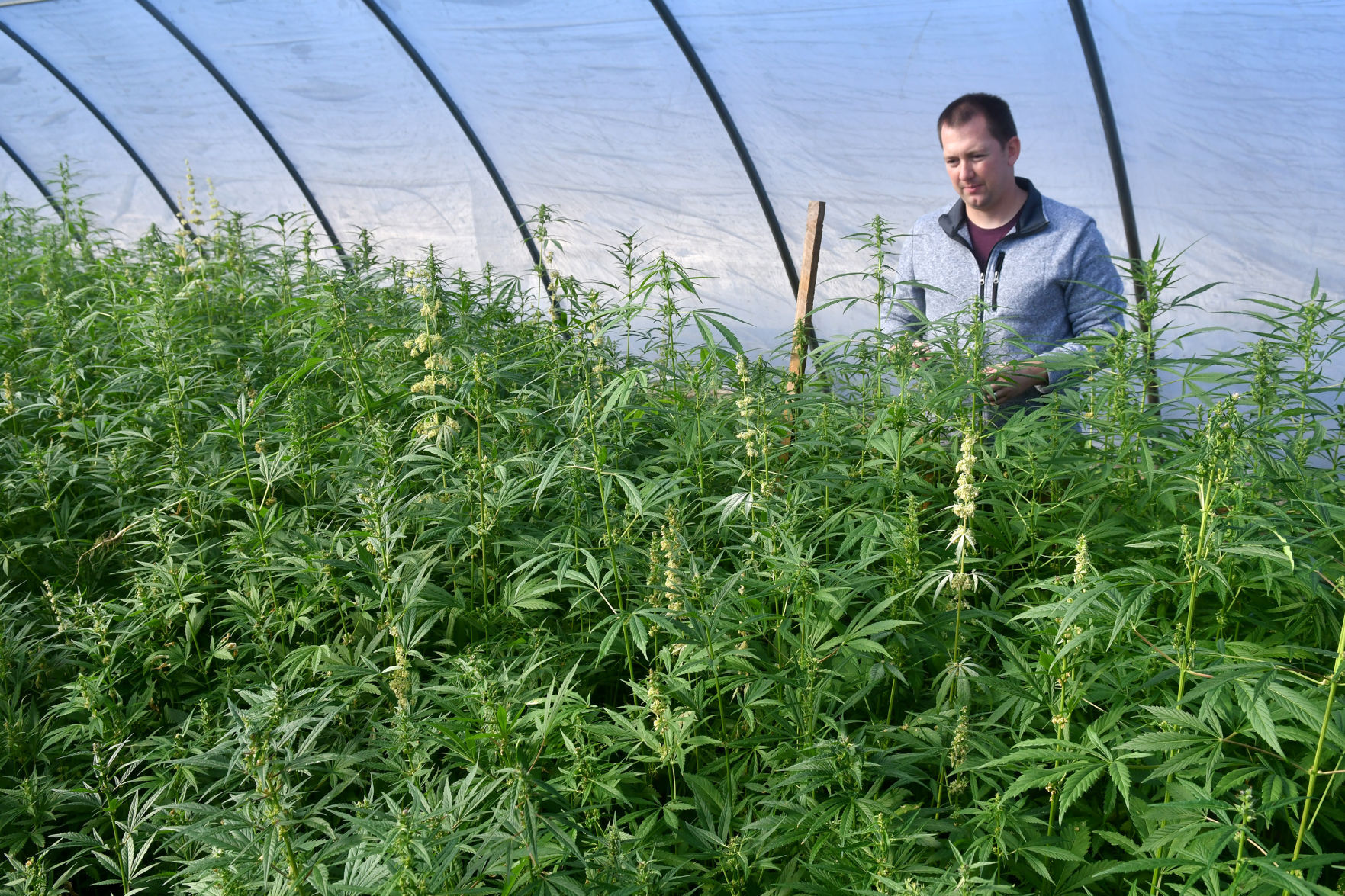 120520-qc-nws-hemp-068